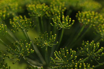 Close-up of blooming flower of green dill fennel. Green plants in the garden, ecological agriculture. Healthy food concept. Anethum graveolens. Fresh dill growing on the vegetable bed.
