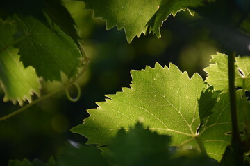 vine leaves