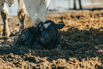 newborn calf lying in the shade of its mother on a sunny day © Samuel Perales