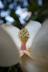 au coeur de la fleur