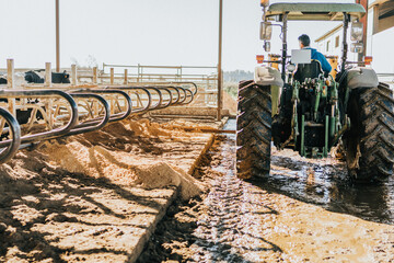 a man drives a tractor smoothing sand from cow dairy housing
