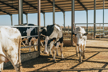 group of lactating cows moving from one area of a cubicle area to another