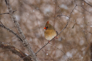 Female Northern Cardinal in a snow squall 
