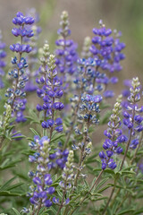 Naklejka premium andrew 