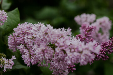 beautiful lilac. bloom