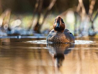 Male of Eurasian Teal, Common Teal or Eurasian Green-winged Teal, Anas crecca on the water in the...