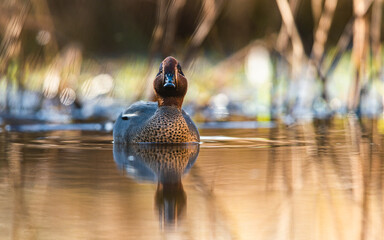 Male of Eurasian Teal, Common Teal or Eurasian Green-winged Teal, Anas crecca on the water in the rays of the morning sun
