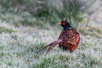 Rooster of Common Pheasant, Ring-necked Pheasant, Phasianus colchicus in winter in the time of dawn
