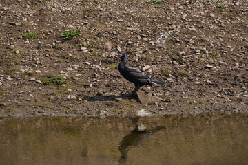 A cormorant, Phalacrocorax carbo, is a species of bird in the family Phalacrocoracidae, on the bank of a pond, observing the surroundings, the bank is clay and covered with small stones
