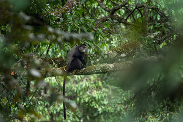 Blue monkey in the Rwenzori mountains. Diademed monkey on the branch. African wildlife.