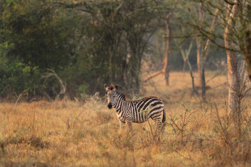 Fototapeta na wymiar Plains zebra in the Lake Mburo National Park. Zebra on the grazing. African wildlife.