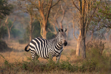 Fototapeta na wymiar Plains zebra in the Lake Mburo National Park. Zebra on the grazing. African wildlife.