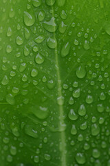 Green leaf with water drops for background