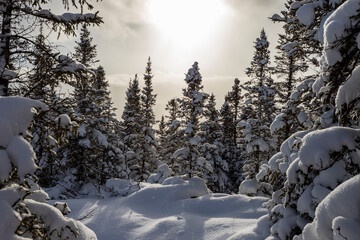 Sortie au parc de la Gaspésie mont-olivine
