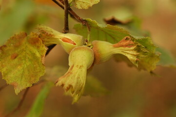 Fresh hazelnuts that have come to the time to be collected in the hazelnut tree.