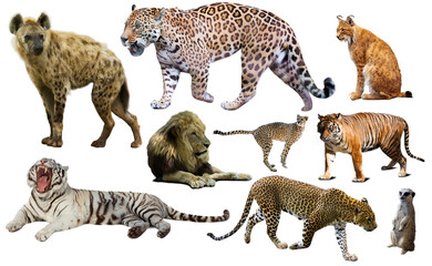 Set of wild mammals isolated over white background, mainly Felidae