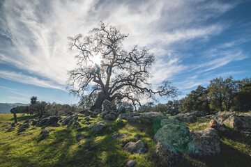 sky, trees, and rocks