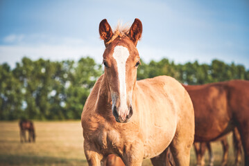 Portrait of a chestnut draft horse with a white stripe grazing in the meadow and looking at the camera. Cute foal of the Novoolexandrian Draught breed on a pasture