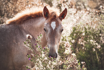 Portrait of a roan foal of the Novoolexandrian Draught breed on a pasture. Cute foal among wild...