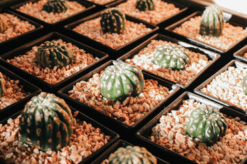 Cactus and succulent plants in many small pots on a farm under sunlight. Modern natural home miniature green corner decoration.