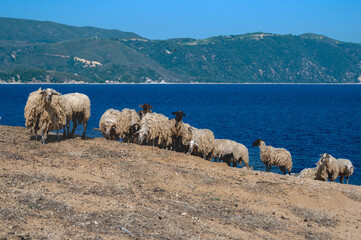 Sheeps graze on hillside with sea view - Pena Island, Amouliani, Greece