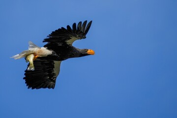 大きなブラックバスを掴んで悠然と飛ぶオオワシの飛翔シーン