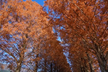 青空バックに光を浴びて輝くメタセコイヤの黄葉と実＠マキノ、滋賀
