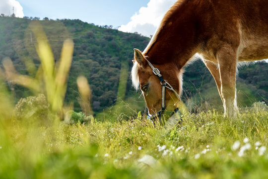 Closeup side view of beautiful brown horse eating grass and hay in meadow. Brown horse grazing grass in a pasture.