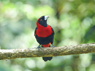 Crimson- Collared Tanager 80