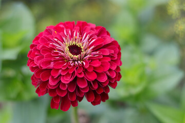 Detail of an red Gerbera. Beautiful red gerbera is blooming. Flower background. Red daisy on green...