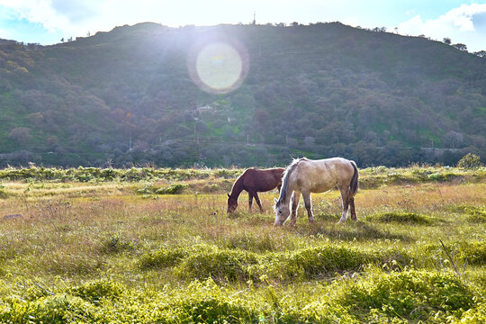 Young brown and white horses grazing grass in a pasture. Two mares eating in meadow in mountain landscape.