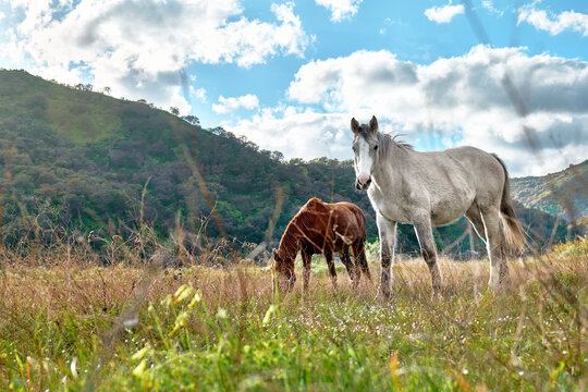 Young brown and white horses grazing grass in a pasture. Two mares eating in meadow in mountain landscape.