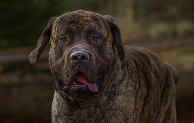 2022-01-31 A BRINDLE COLORED ENGLISH MASTIFF STARING INTO THE CAMERA AT THE MARYMOOR DOG PARK IN REDMOND WASHINGTON