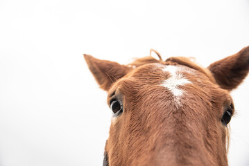 Uncertain Horse