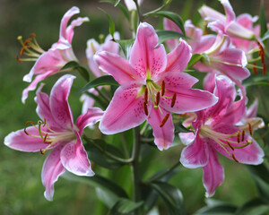 Bouquet of large Lilies .Lilium, belonging to the Liliaceae. Blooming pink tender Lily flower .Pink Stargazer Lily flowers background. Closeup of pink stargazer lilies and green foliage. Summer flower - obrazy, fototapety, plakaty