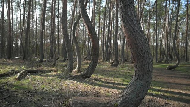 Crooked Forest "Krummewald" Poland
