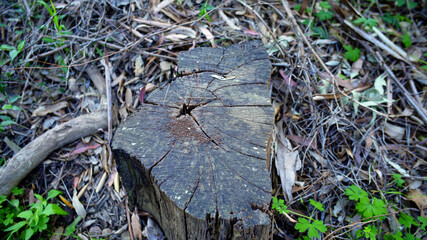 An old tree stump sits in the undergrowth of a native forest.