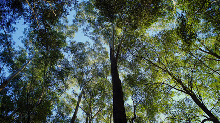 Obraz premium Upward view of a leafy native Eucalyptus tree forest and a blue sky.
