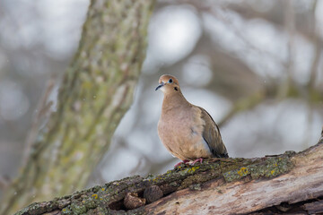 Mourning Dove perched on a branch in winter 