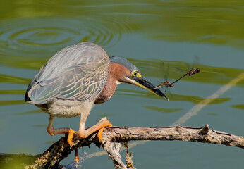 Green Heron catches a pair of mating dragonflies on a small pond.