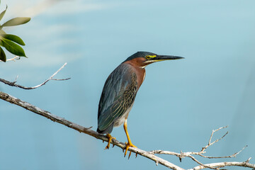 Green Heron waits for the perfect moment to strike 
