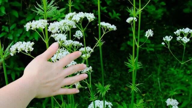 Valerian officinalis.Hand touches valerian flowers. 4k footage
