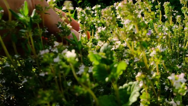 Thyme blooming. Hands cutting thyme with garden scissors.Fresh garden fragrant herbs. Seasonings and spices. 4k footage