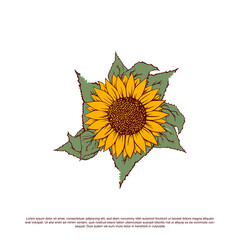 Sunflower vector hand drawn illustration
