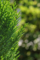 Spring nature. Young twigs of thuja closeup. Closeup fresh green Christmas leaves, branches of thuja trees on green background. Young twigs of evergreen. Beautiful green screensaver on your desktop.