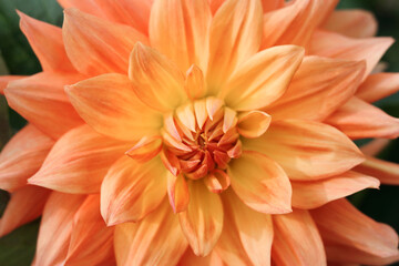 Spring Garden with coral dahlia. Blooming dahlia flower in garden. Shallow depth of field. Coral flower Dahlia for background. Big flowers of blossoming autumn orange dahlia. Summer blossom