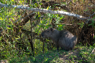 Capybara dans la foret amazonienne en bolivie