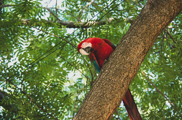 Perroquet ara rouge dans la foret au brésil © Alexandre