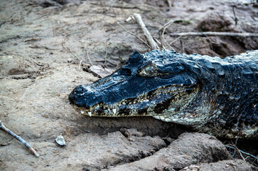 Wild caiman in pantanal in brazil