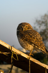 Digger Owl goiania - brasil